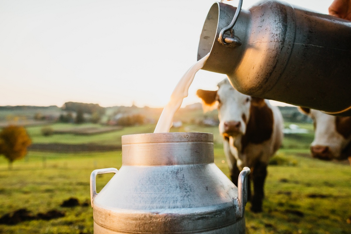 Close-up of raw milk being poured into container with cows in background